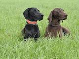 Собаки, щенки Немецкая гладкошерстная легавая, цена 1500 Грн., Фото