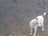 Собаки, щенята Західно-Сибірська лайка, ціна 700 Грн., Фото