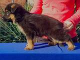 Собаки, щенята Німецька вівчарка, ціна 8500 Грн., Фото