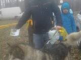 Собаки, щенята Аляска маламут, ціна 1000 Грн., Фото
