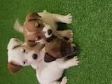 Собаки, щенки Джек Рассел терьер, цена 9000 Грн., Фото