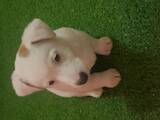 Собаки, щенята Джек Рассел тер'єр, ціна 9000 Грн., Фото