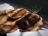 Кошки, котята Бурма, цена 18000 Грн., Фото