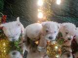 Собаки, щенки Вестхайленд уайт терьер, цена 24000 Грн., Фото