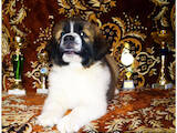 Собаки, щенята Московська сторожова, ціна 4500 Грн., Фото