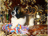 Собаки, щенята Московська сторожова, ціна 4500 Грн., Фото
