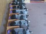 Собаки, щенки Немецкая жесткошерстная легавая, цена 12000 Грн., Фото