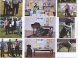 Собаки, щенята Німецька жорсткошерста лягава, ціна 12000 Грн., Фото