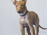 Собаки, щенята Чірнеко дель Етна, ціна 30000 Грн., Фото