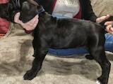 Собаки, щенята Кане Корсо, ціна 9000 Грн., Фото