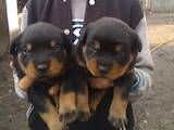 Собаки, щенки Ротвейлер, цена 4000 Грн., Фото