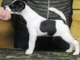 Собаки, щенята Гладкошерста фокстер'єр, ціна 3701 Грн., Фото