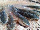 Продовольствие Рыба и рыбопродукты, цена 37 Грн./кг., Фото