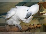 Папуги й птахи Папуги, ціна 4000 Грн., Фото