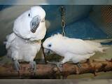 Папуги й птахи Папуги, ціна 4000 Грн., Фото