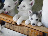 Собаки, щенки Сибирский хаски, цена 1000 Грн., Фото