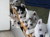Собаки, щенята Сибірський хаськи, ціна 1000 Грн., Фото