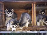 Собаки, щенки Сибирский хаски, цена 1000 Грн., Фото
