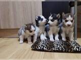 Собаки, щенята Сибірський хаськи, ціна 1000 Грн., Фото
