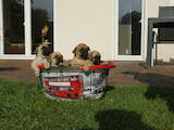 Собаки, щенята Мопс, ціна 200 Грн., Фото