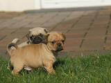 Собаки, щенки Мопс, цена 500 Грн., Фото