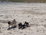 Собаки, щенки Мопс, цена 100 Грн., Фото