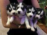 Собаки, щенки Сибирский хаски, цена 4500 Грн., Фото