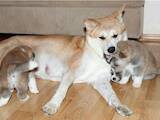 Собаки, щенята Акіта-іну, ціна 4500 Грн., Фото