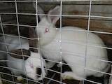 Тваринництво,  Сільгосп тварини Кролики, Нутрії, ціна 350 Грн., Фото