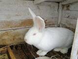Животноводство,  Сельхоз животные Кролики, Нутрии, цена 350 Грн., Фото