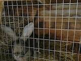 Тваринництво,  Сільгосп тварини Кролики, Нутрії, ціна 350 Грн., Фото