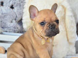 Собаки, щенки Французский бульдог, цена 1000 Грн., Фото