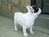 Собаки, щенята Французький бульдог, ціна 1000 Грн., Фото