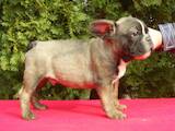 Собаки, щенята Французький бульдог, ціна 3000 Грн., Фото