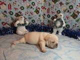 Собаки, щенки Французский бульдог, цена 3000 Грн., Фото