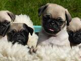 Собаки, щенки Мопс, цена 3000 Грн., Фото