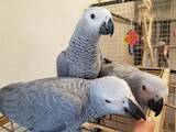 Папуги й птахи Папуги, ціна 3500 Грн., Фото