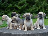 Собаки, щенята Мопс, ціна 3000 Грн., Фото