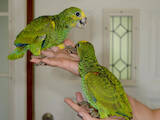 Попугаи и птицы Попугаи, цена 3000 Грн., Фото