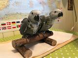 Папуги й птахи Папуги, ціна 2700 Грн., Фото