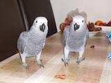 Папуги й птахи Папуги, ціна 2700 Грн., Фото