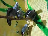 Папуги й птахи Папуги, ціна 2900 Грн., Фото