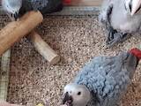 Папуги й птахи Папуги, ціна 2900 Грн., Фото