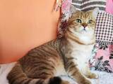Кішки, кошенята Шотландська короткошерста, ціна 1 Грн., Фото
