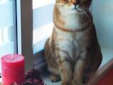 Кішки, кошенята Шотландська короткошерста, ціна 1 Грн., Фото