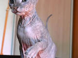 Кішки, кошенята Донський сфінкс, ціна 2400 Грн., Фото