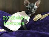 Кошки, котята Донской сфинкс, цена 3500 Грн., Фото