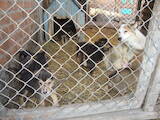 Собаки, щенята Безпорідна, ціна 100 Грн., Фото