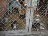 Собаки, щенята Безпорідна, ціна 100 Грн., Фото