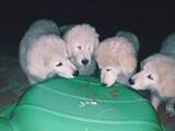Собаки, щенки Куваш, цена 7000 Грн., Фото